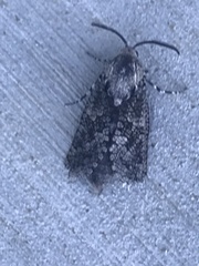 Prionoxystus robiniae