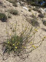 Eriogonum nudum westonii