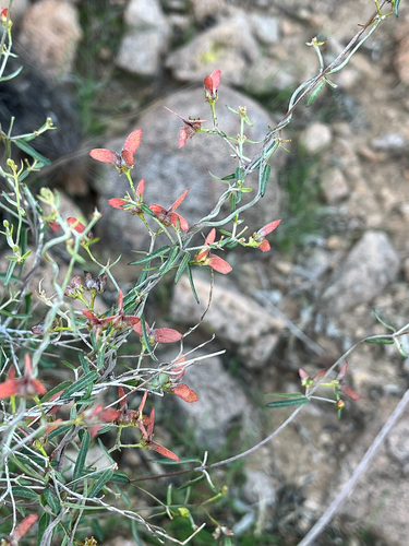 slender janusia