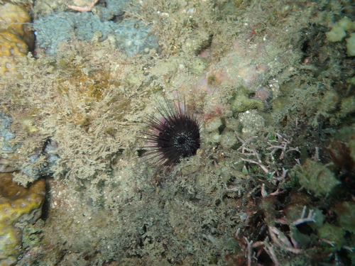 Echinostrephus observed 2026-10-20