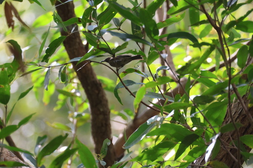 Myzomela obscura, 2026-10-25