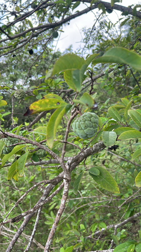 Annona squamosa observed 2026-10-25