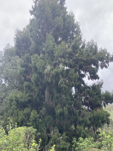 Dacrydium cupressinum observed 2026-10-25