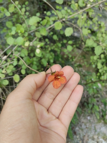 Rhabdothamnus solandri observed 2026-10-24