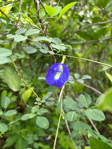 Clitoria ternatea observed 2026-10-25