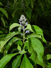 Cornutia pubescens