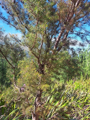 Hakea sericea observed 2026-10-24