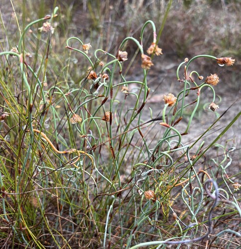 Lepidobolus drapetocoleus observed 2026-10-25