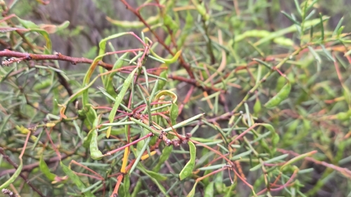 Acacia genistifolia, 2026-10-25