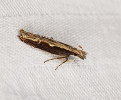Hypatima spathota