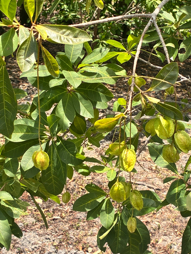Barringtonia acutangula observed 2026-10-22