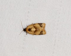 Neocalyptis liratana