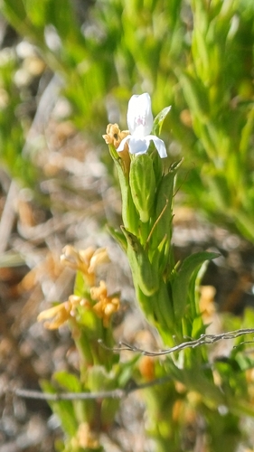 Chaetacanthus, 2026-10-25