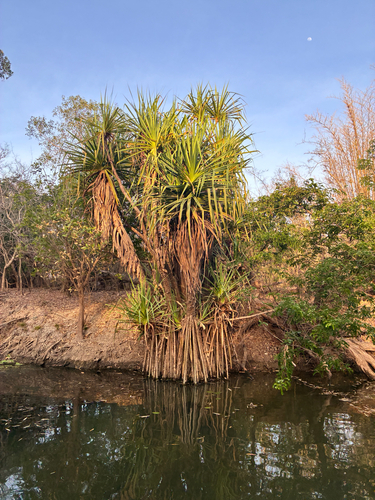 Pandanus aquaticus observed 2026-10-22