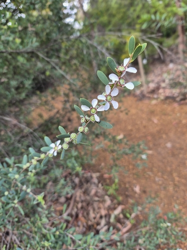 Leptospermum laevigatum observed 2026-10-24