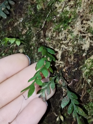 Tmesipteris lanceolata observed 2026-10-24