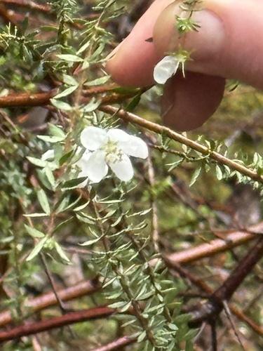 Bauera rubioides observed 2026-10-25
