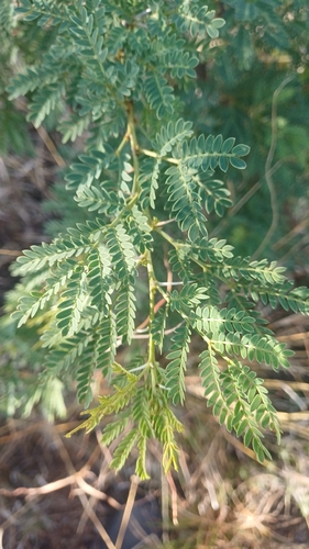 Vachellia karroo, 2026-10-25