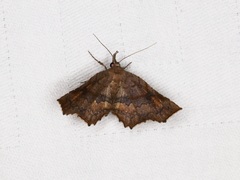 Throana pectinifer