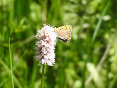 Lycaena helle