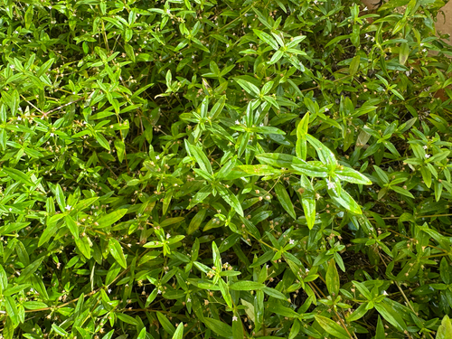 Oldenlandia corymbosa observed 2026-10-23