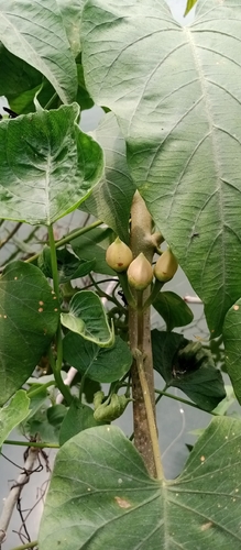 Ipomoea carnea observed 2026-10-25