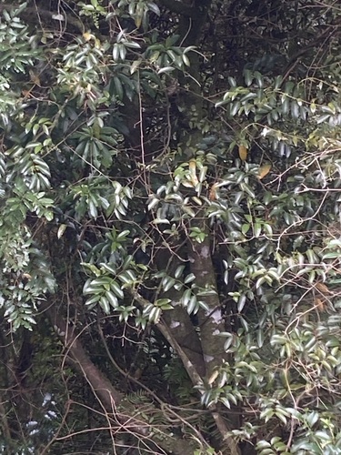 Ripogonum scandens observed 2026-10-25