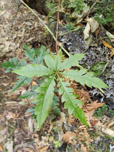 Schefflera digitata observed 2026-10-24