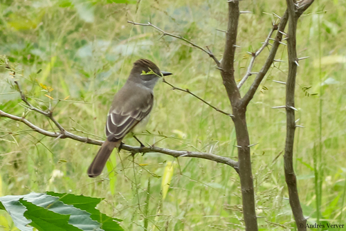 Myiarchus cinerascens