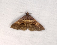 Bertula retracta