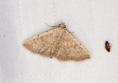 Cerynea punctilinealis