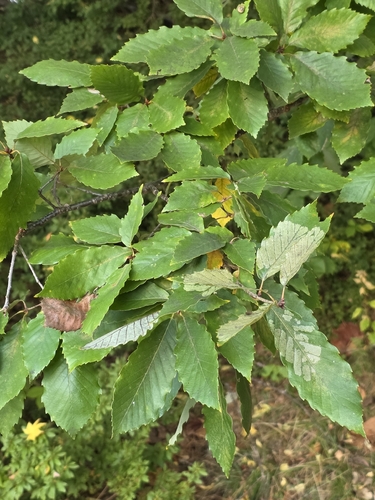 Quercus serrata observed 2026-10-25