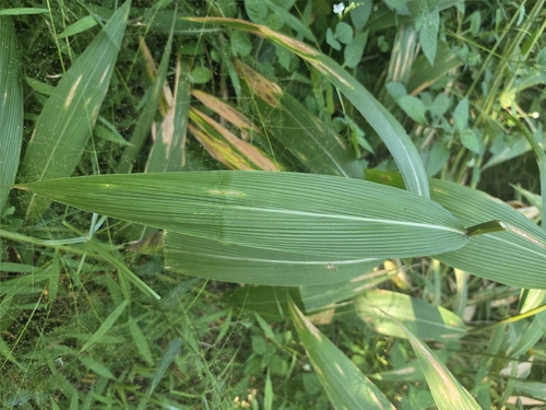 Setaria palmifolia observed 2026-10-25