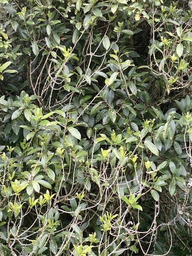 Melicytus ramiflorus observed 2026-10-25