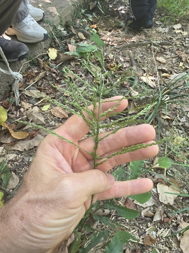 Centotheca lappacea observed 2026-10-25