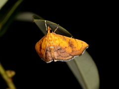 Hyalobathra micralis