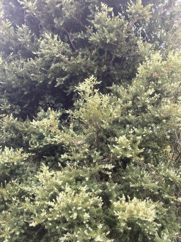 Podocarpus totara observed 2026-10-25