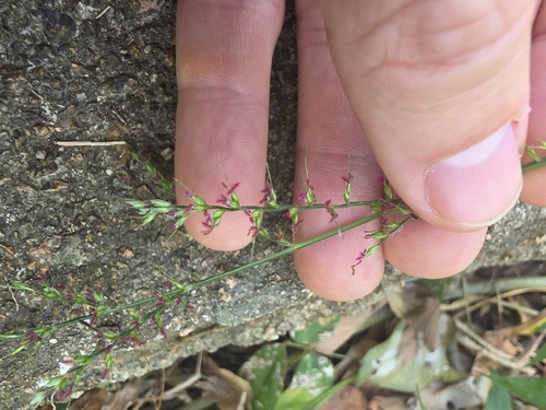 Oplismenus compositus observed 2026-10-25