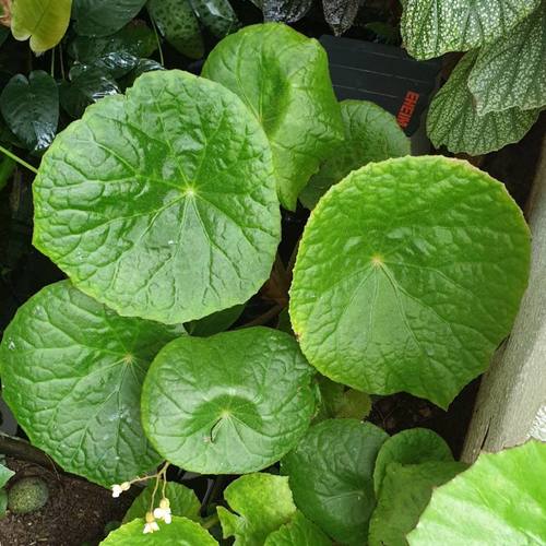 Begonia sudjanae