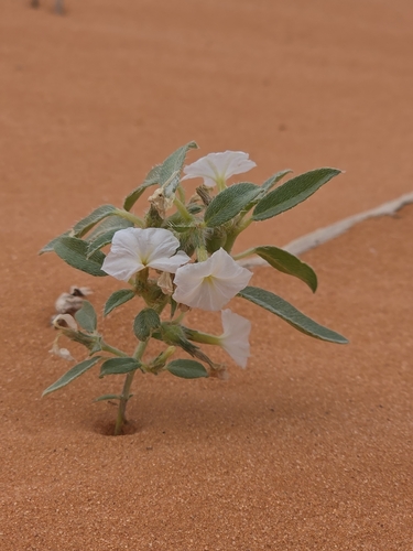 Convolvulaceae observed 2026-10-24