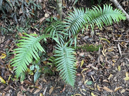 Blechnum appendiculatum observed 2026-10-25