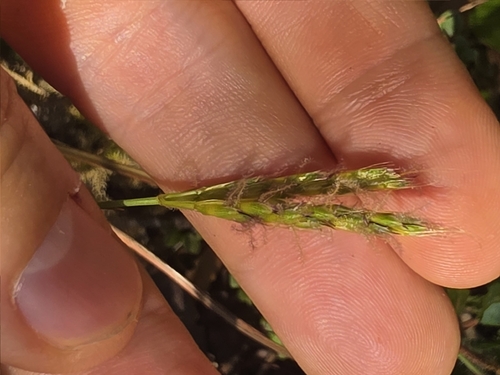 Ischaemum ciliare observed 2026-10-25