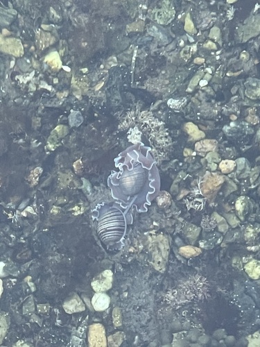 Hydatina physis observed 2026-10-25