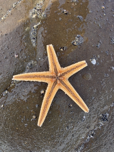 Astropecten polyacanthus observed 2026-10-25