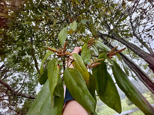 Mallotus philippensis observed 2026-10-25