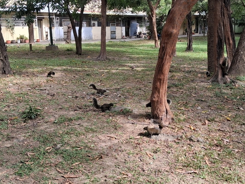 Callosciurus, 2026-10-25