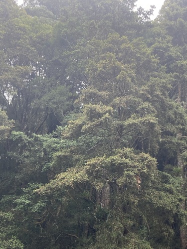 Podocarpus totara observed 2026-10-25