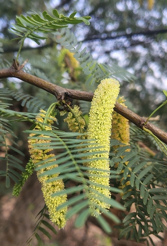 Prosopis juliflora observed 2026-10-25