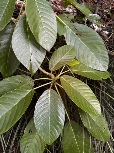 Dendrocnide observed 2026-10-25