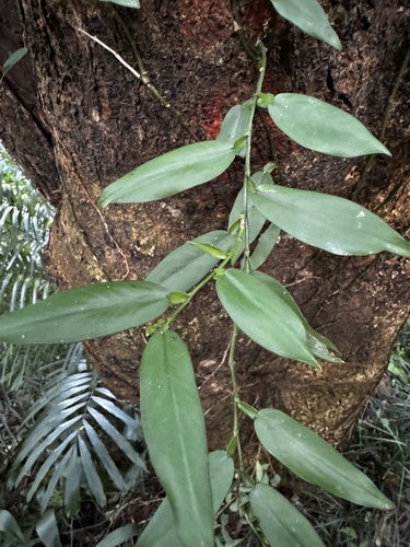 Pothos chinensis observed 2026-10-25